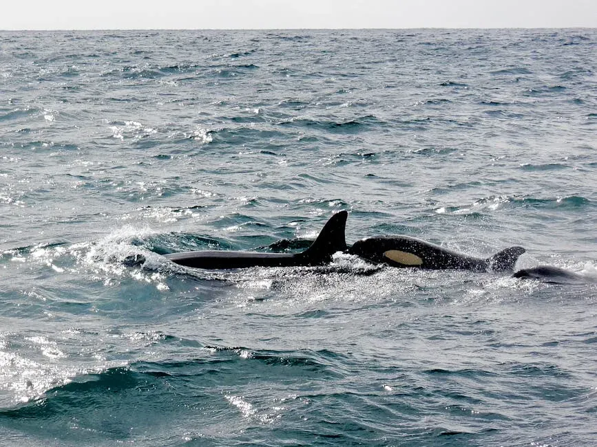Cancer – The Orca (Killer Whale) (Image Credits: Pexels)