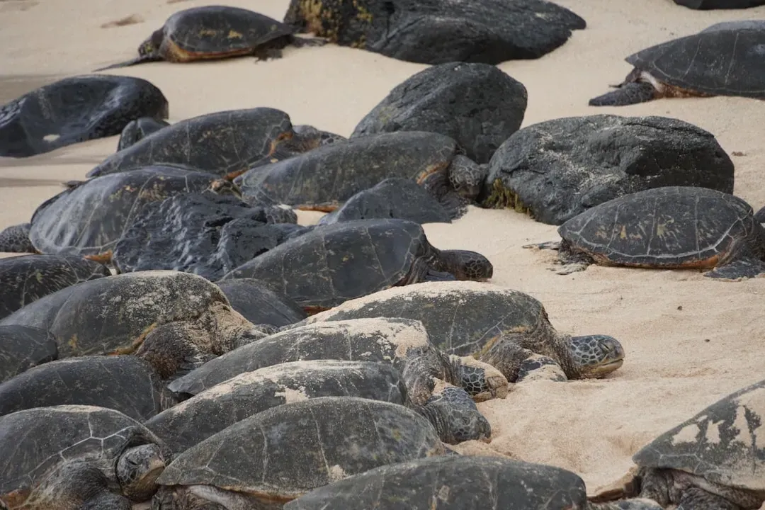 6. The Green Sea Turtle: Returning to a Beach They've Never Seen as Adults (Image Credits: Unsplash)