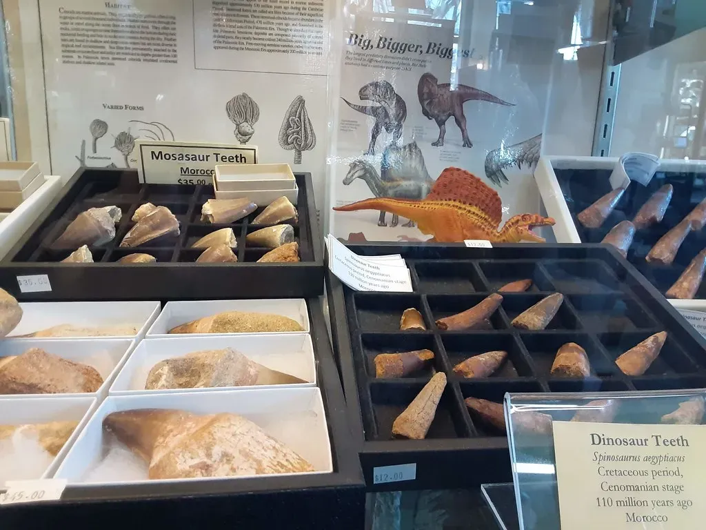 #21 - The Drawer Full of “Misfit” Dinosaur Teeth (Spooky Soo, Flickr, CC BY 2.0)
