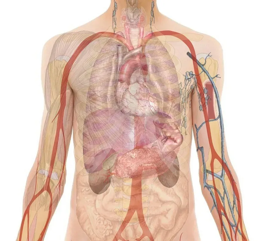 Day One to Day Two: Flipping the Metabolic Switch (Image Credits: Pixabay)
