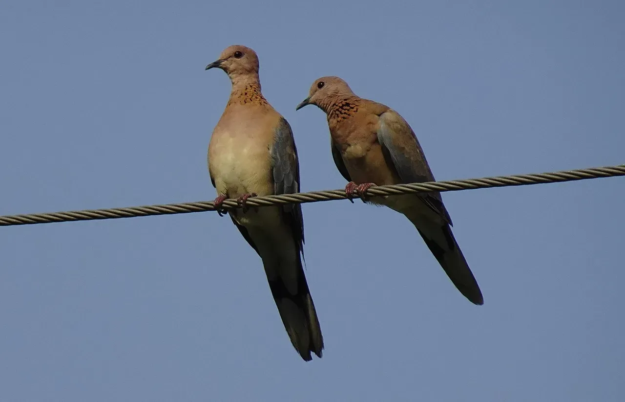 How to Respond When Mourning Doves “Choose” You (Image Credits: Pixabay)