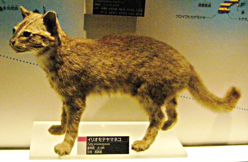 The Iriomote Cat: Japan's Living Fossil (Image Credits: Wikimedia)