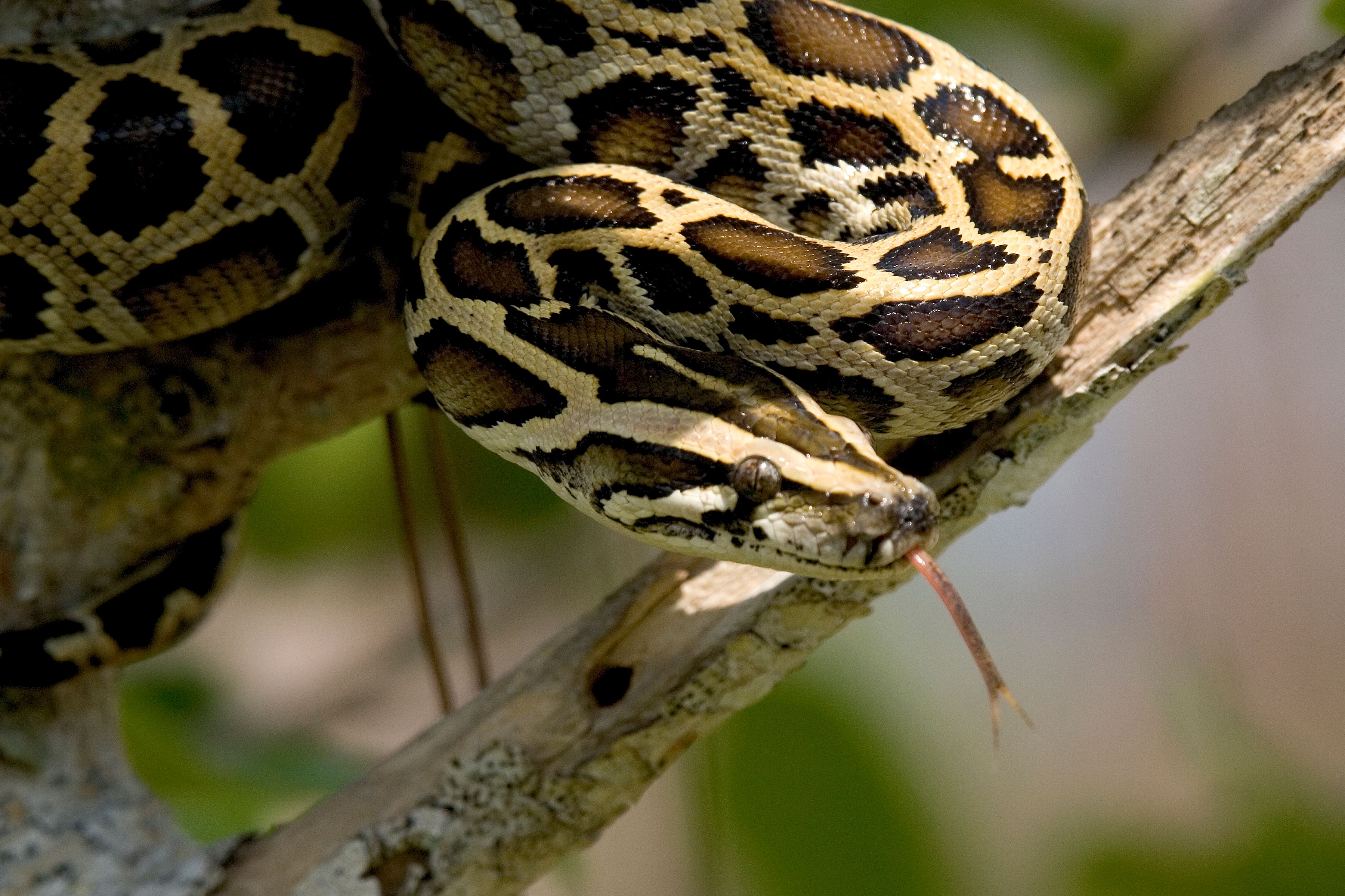 Why It Matters (Image Credits: Wikimedia)