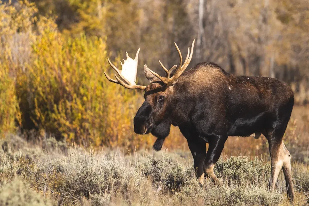 Understanding Why Moose Charge in the First Place (Image Credits: Unsplash)