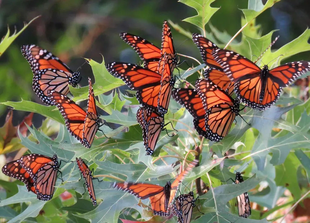 Monarch Butterfly Multi-Generational Navigation (Image Credits: Flickr)