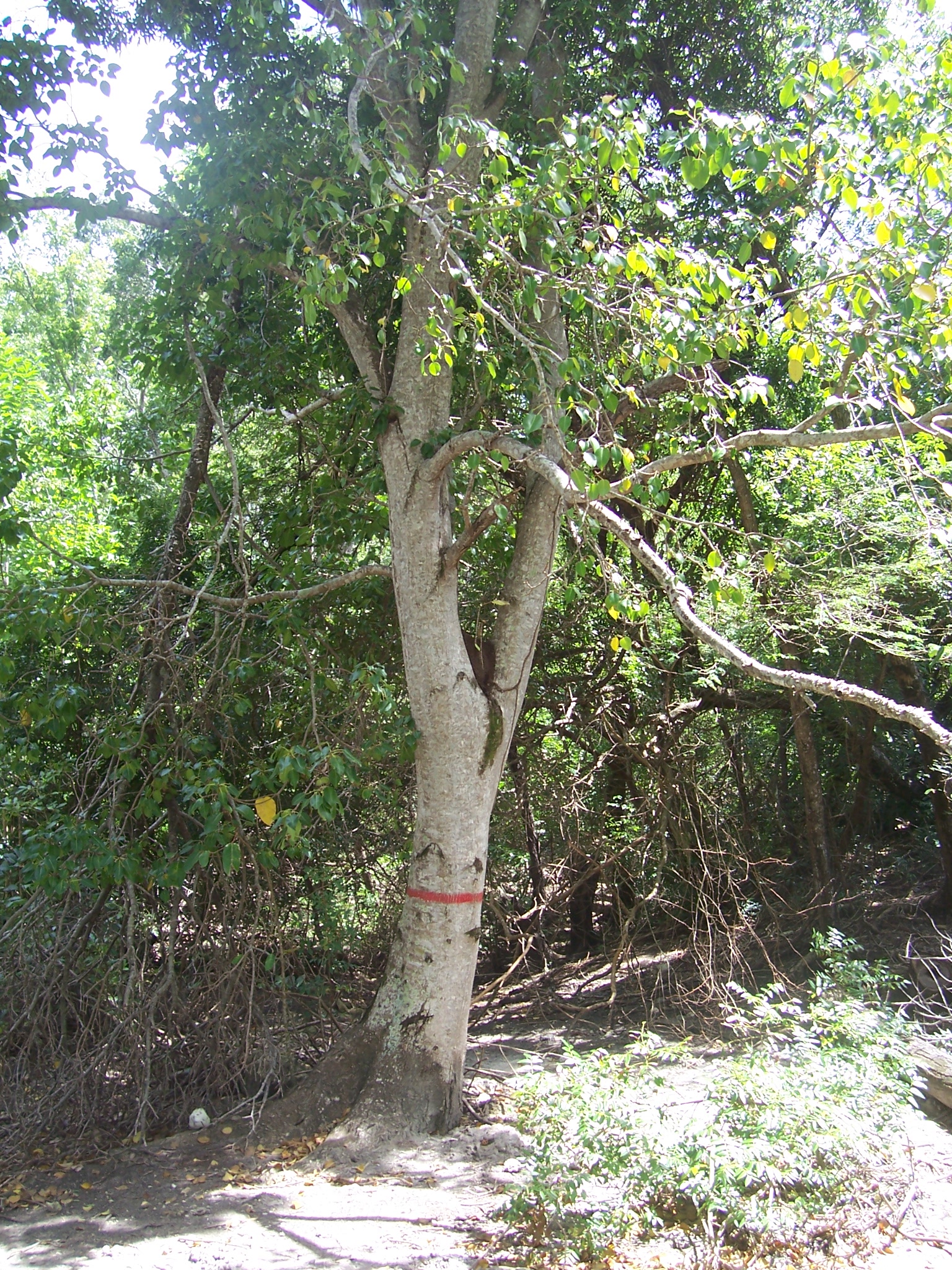 Why It Matters (Image Credits: Wikimedia)