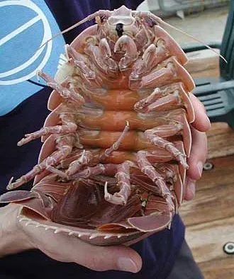 Giant Isopod, the Deep Sea’s Armored “Pill Bug” (Image Credits: Wikimedia)