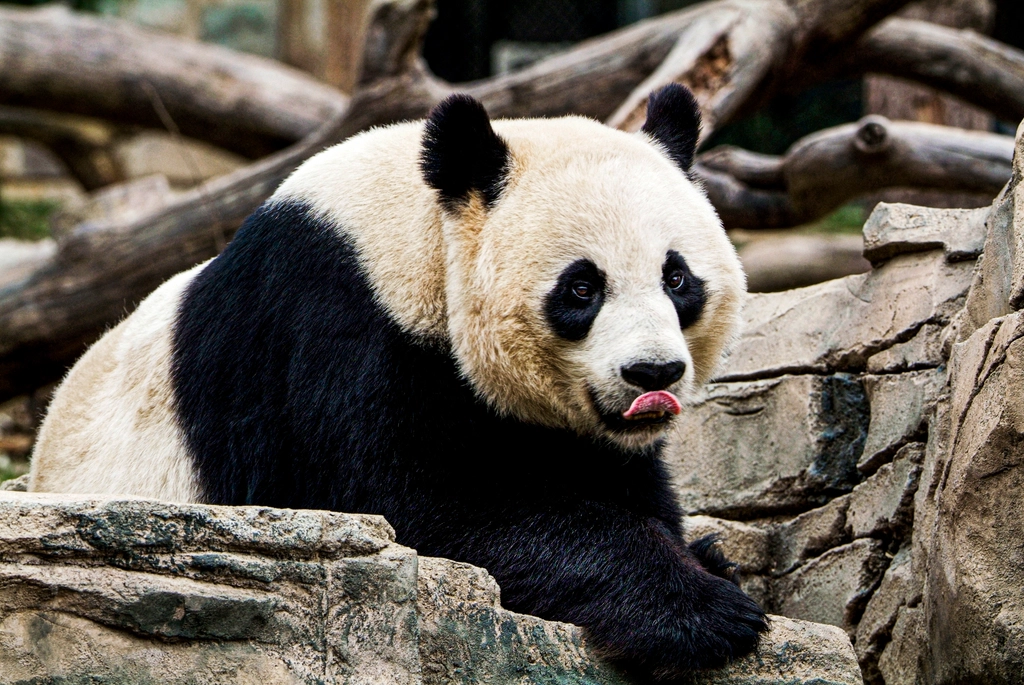 Giant Panda (Image Credits: Rawpixel)