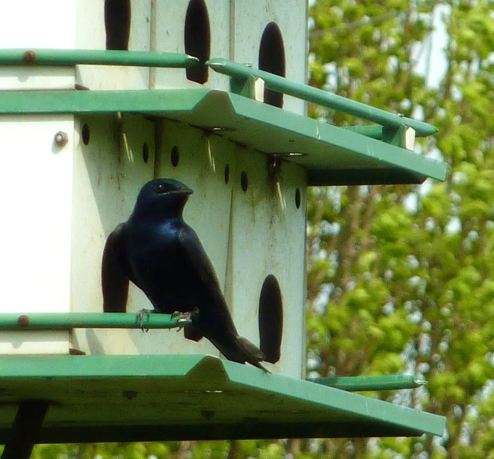 12. By Giving Them a Home, You Also Reconnect Yourself to the Wild (jeffreyw, Flickr, CC BY 2.0)