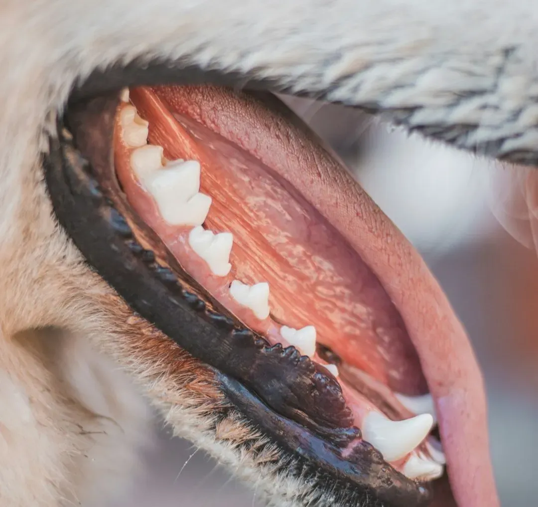 Red, Swollen, or Bleeding Gums: More Than Just “Bad Breath” (Image Credits: Unsplash)