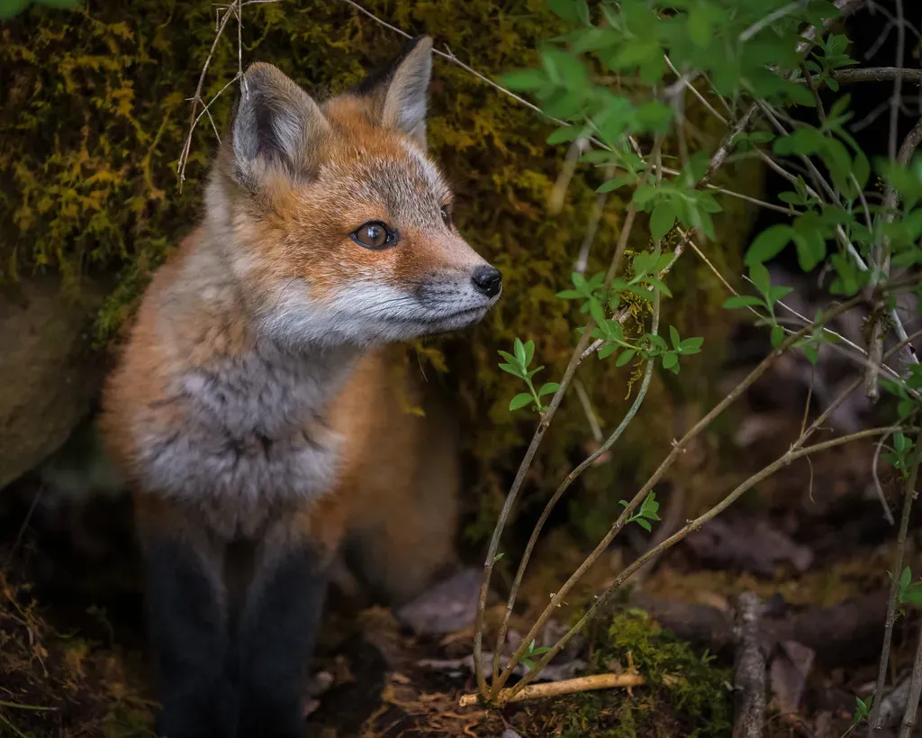 Gemini – The Curious Twins as a Quick Fox (Image Credits: Flickr)