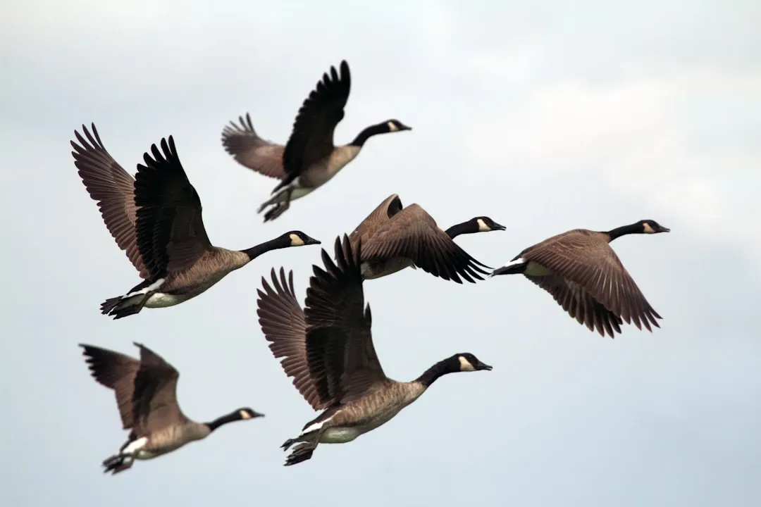 #4 - The Electromagnetic Noise That Confuses Migrating Birds (Image Credits: Unsplash)