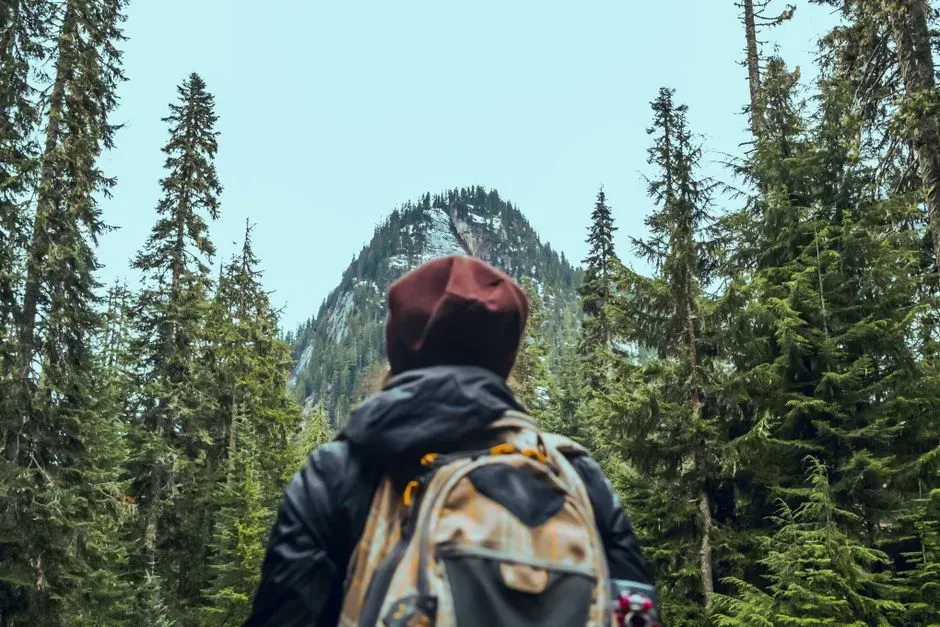 Conclusion: Training Yourself to See the Forest’s Hidden Stories (Image Credits: Pexels)