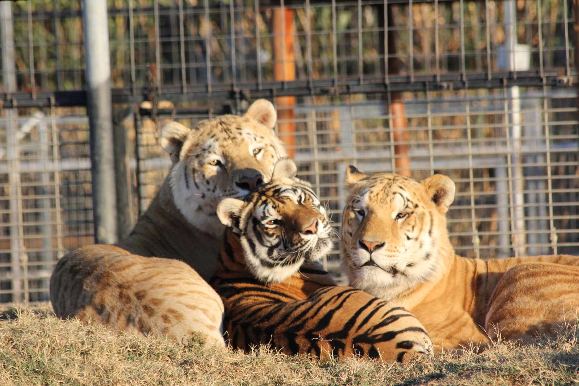 Inside the Enclosure: Social Dynamics (Image Credits: Wikimedia)