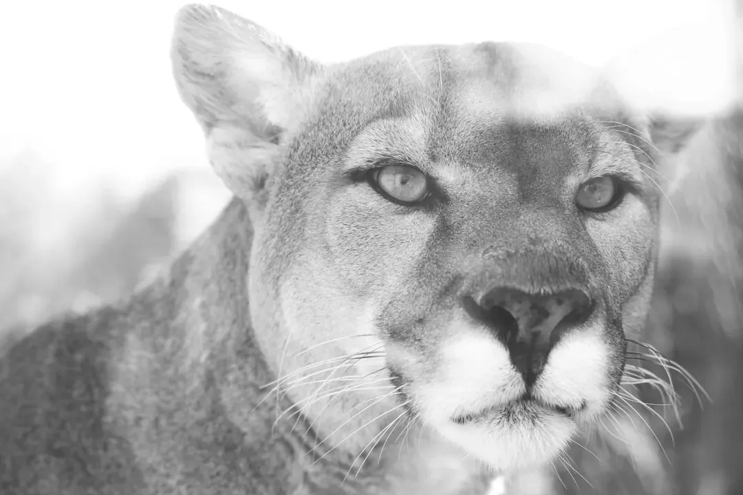 Cougar medicine in modern life: how this spirit shows up today (Image Credits: Unsplash)