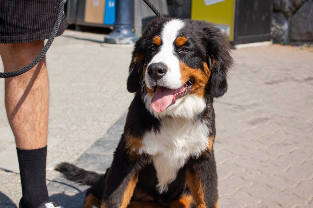 Breed Profiles for Steadfast Souls (Image Credits: Unsplash)
