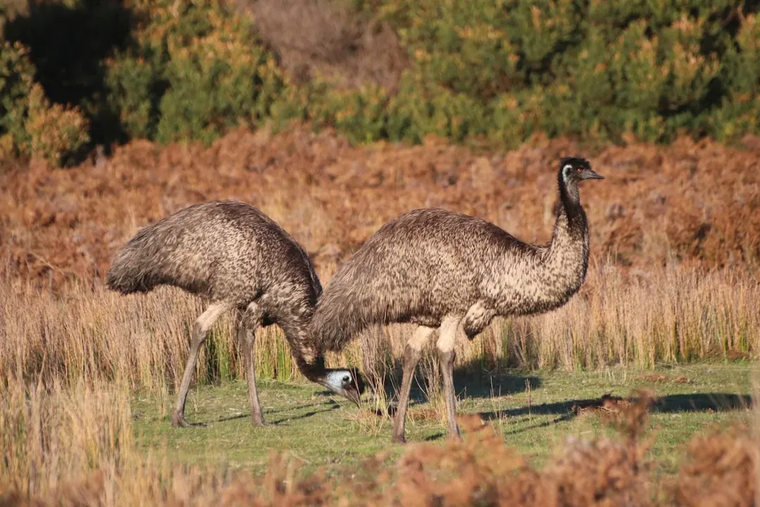 4. The Great Emu War Pitted Australia Against Birds - and the Birds Won (Image Credits: Unsplash)