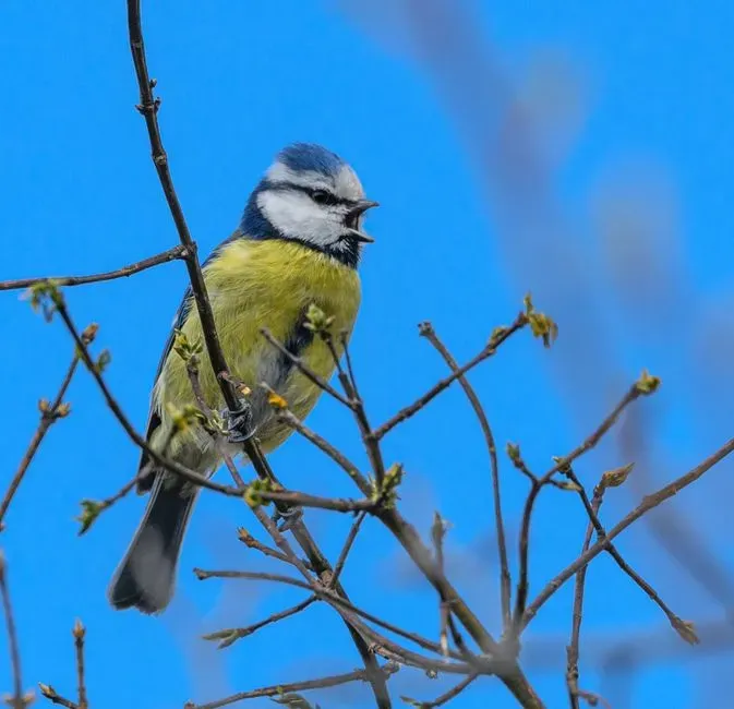 Predator Dramas: When the Soundscape Slowly Restarts (Image Credits: Pexels)