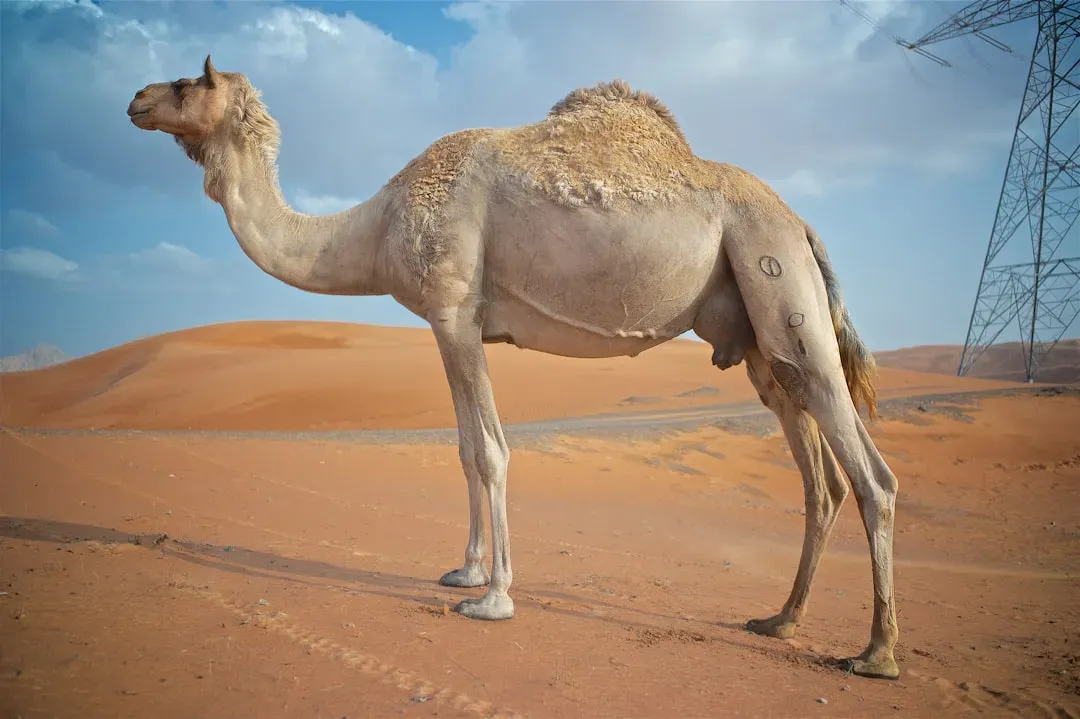 The Camel's Built-In Thermostat: Adaptive Heterothermy (Image Credits: Unsplash)