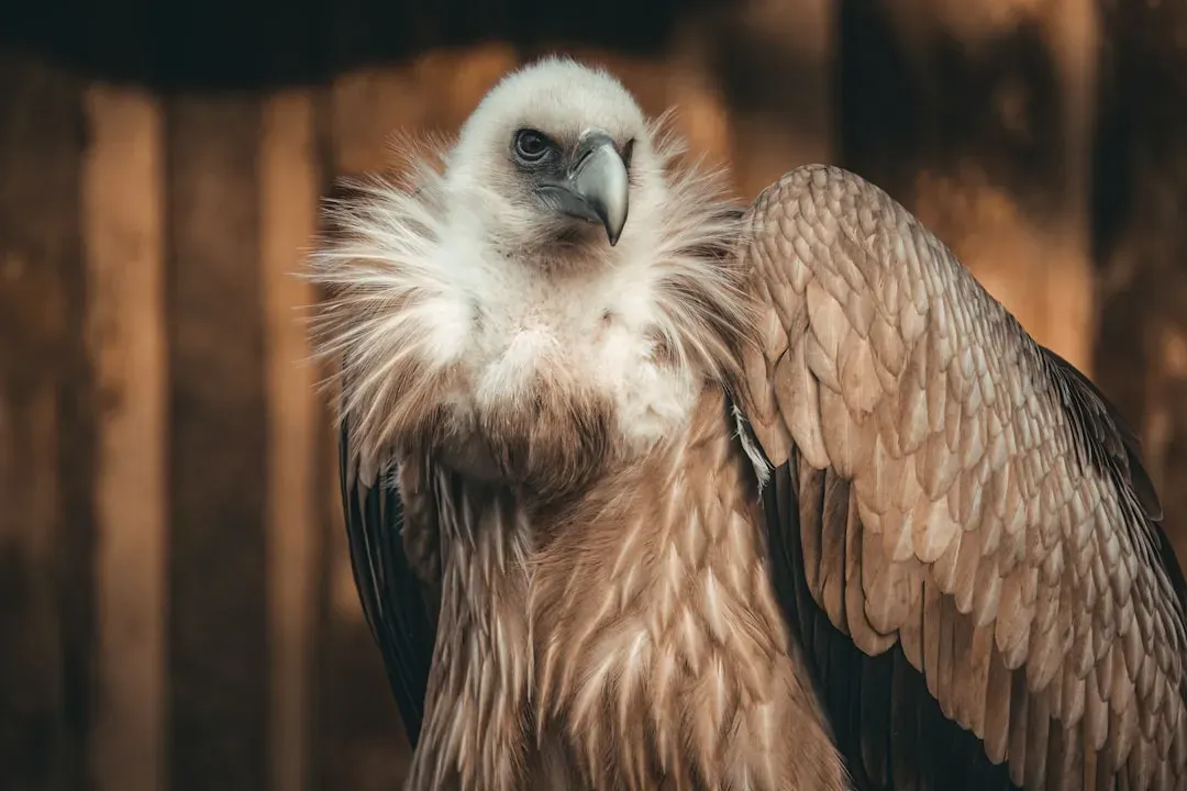 4. You’re Looking At A Bird Designed To Stay Clean While Doing The Dirtiest Job (Image Credits: Unsplash)