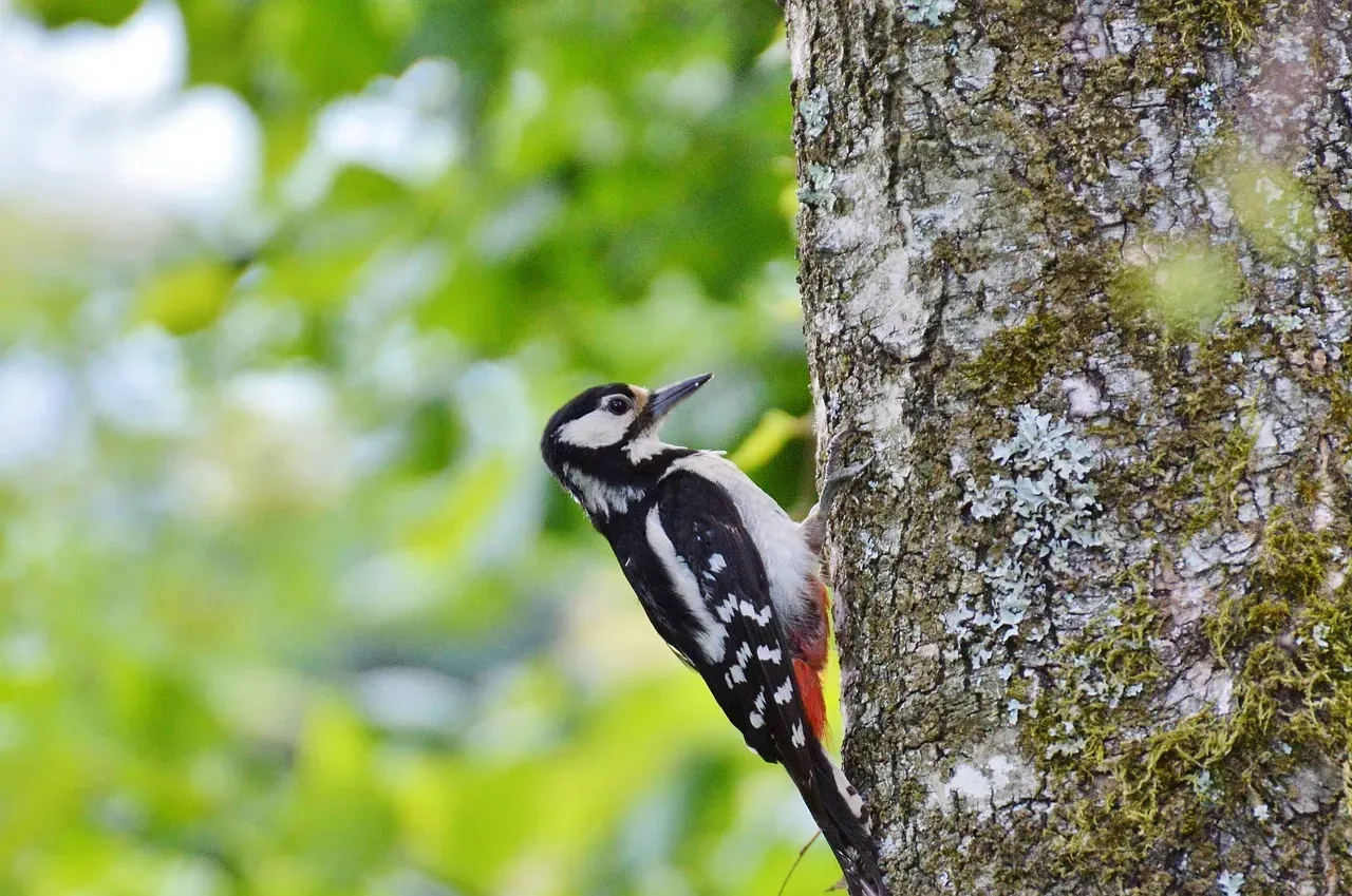 Woodpeckers, Fire, and Forest Resilience (Image Credits: Pixabay)
