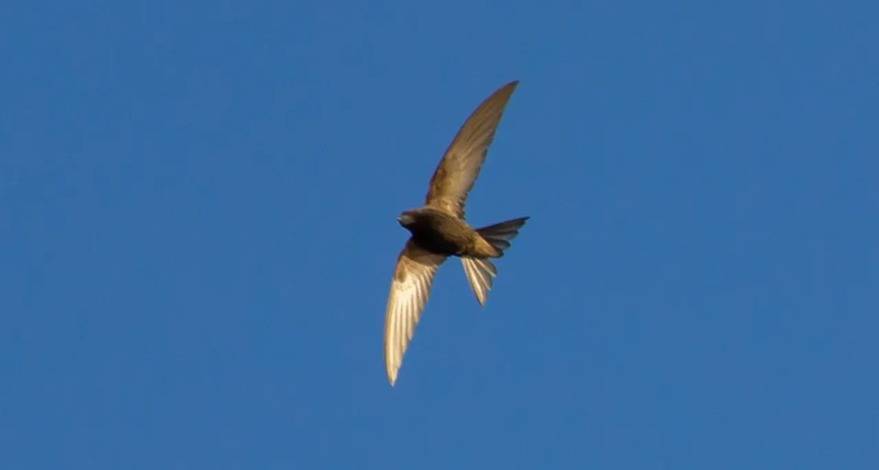 Life on the Wing: How an Almost Never‑Landing Bird Evolves for Speed (Image Credits: Pixabay)