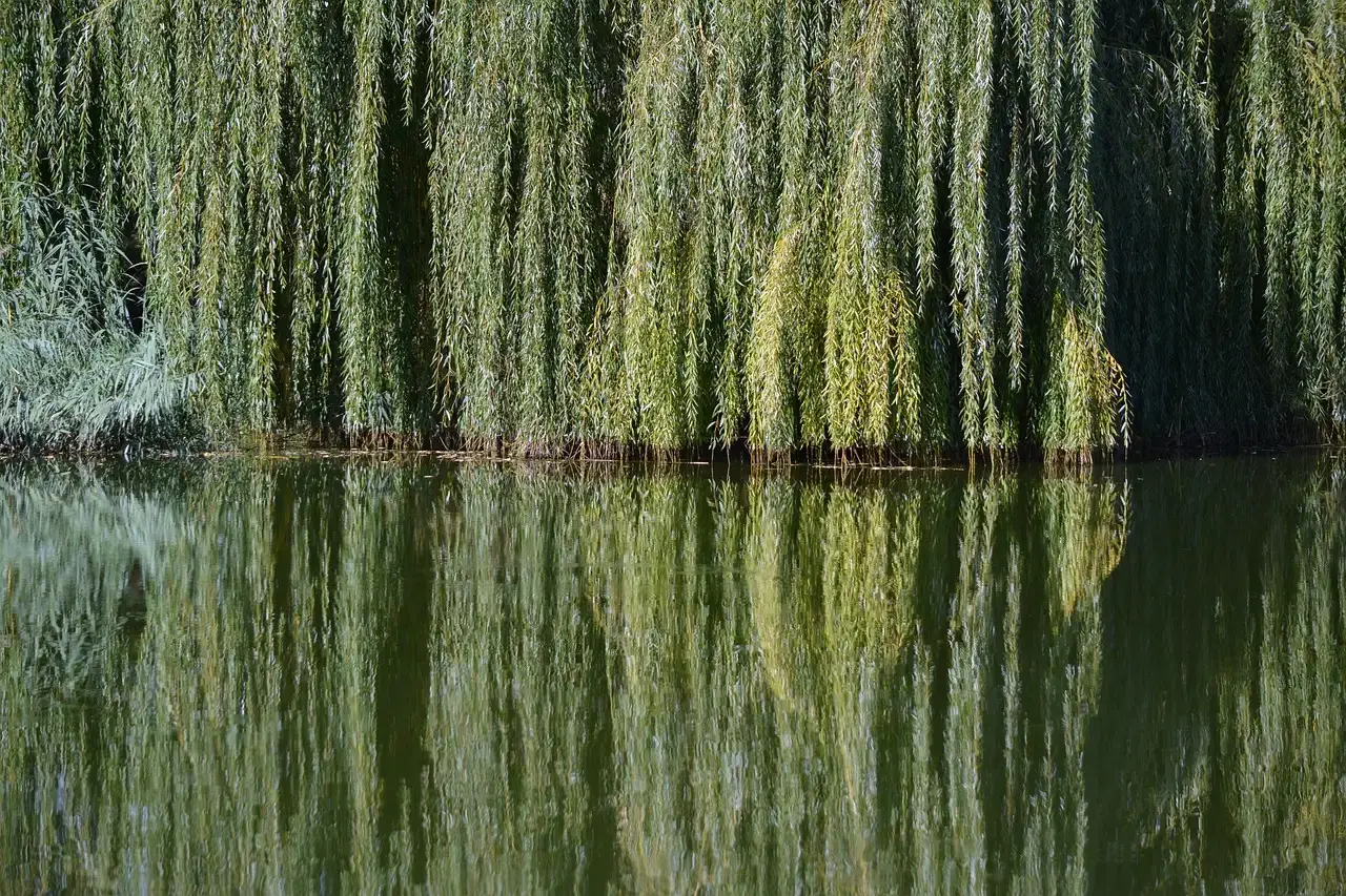 3. Yellowstone’s Trophic Cascade: Willow Forests Rebound Beyond Expectations (Image Credits: Pixabay)