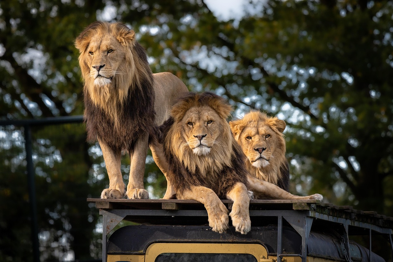 Taurus - The Lion: Majestic Strength and Unwavering Territory (Image Credits: Pixabay)