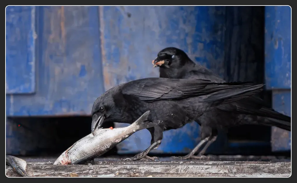 6. Crows: The Feathered Engineers of the Bird World (Image Credits: Flickr)