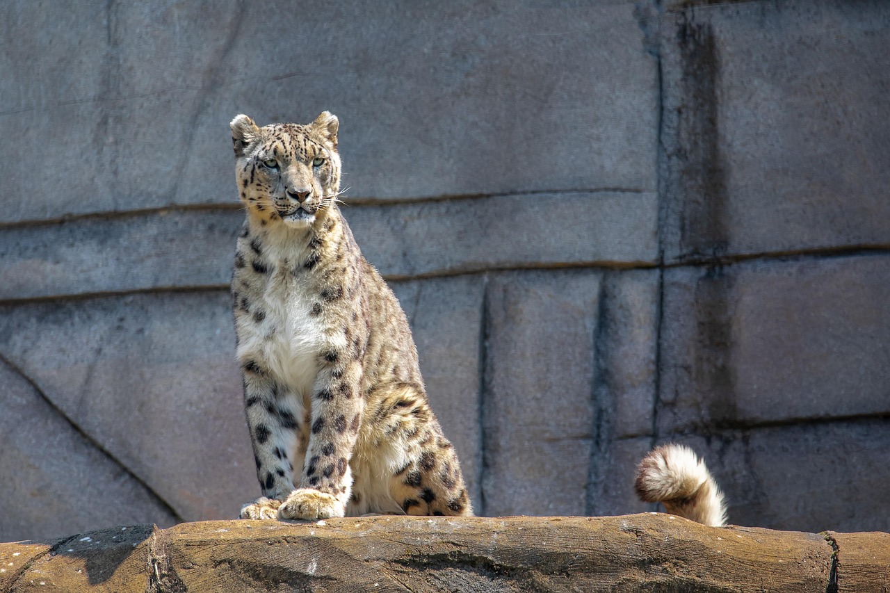 Libra: The Balanced Snow Leopard (Image Credits: Pixabay)