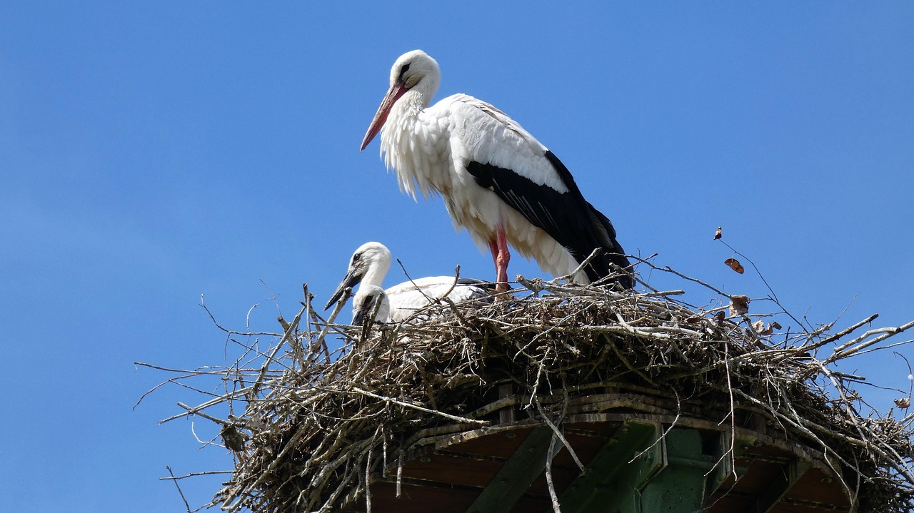 Cancer - The Caring Stork (Image Credits: Pixabay)