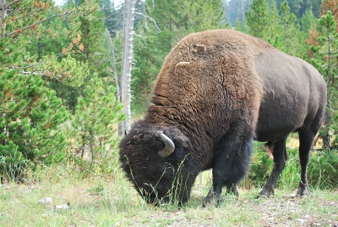 Tribal Nations, Cultural Revival, and Shared Stewardship (Image Credits: Unsplash)