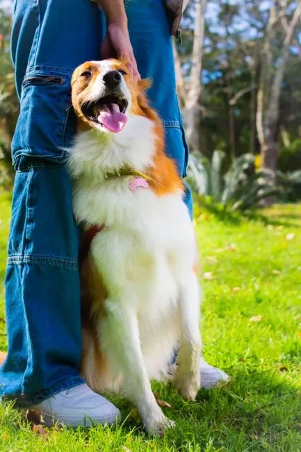 The Safety Matrix: How Leaning Regulates a Dog’s Emotions (Image Credits: Pexels)