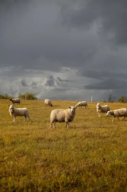Barometric Pressure and Weather Foresight: When Animals Outperform Your Forecast App (Image Credits: Pexels)