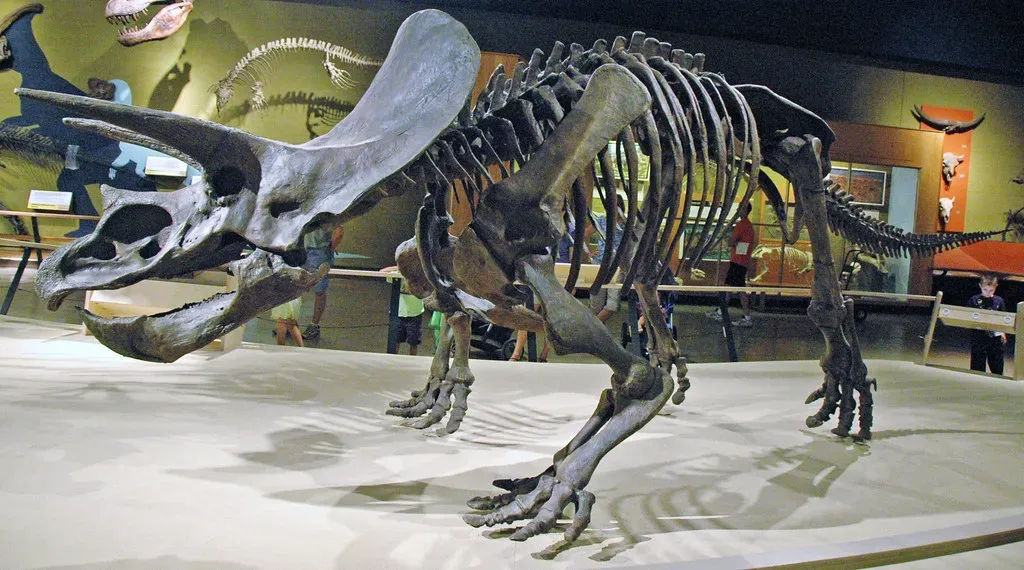 #3 – The "Classic" Triceratops That Was Really Three Dinosaurs in a Trench Coat (James St. John, Flickr, CC BY 2.0)