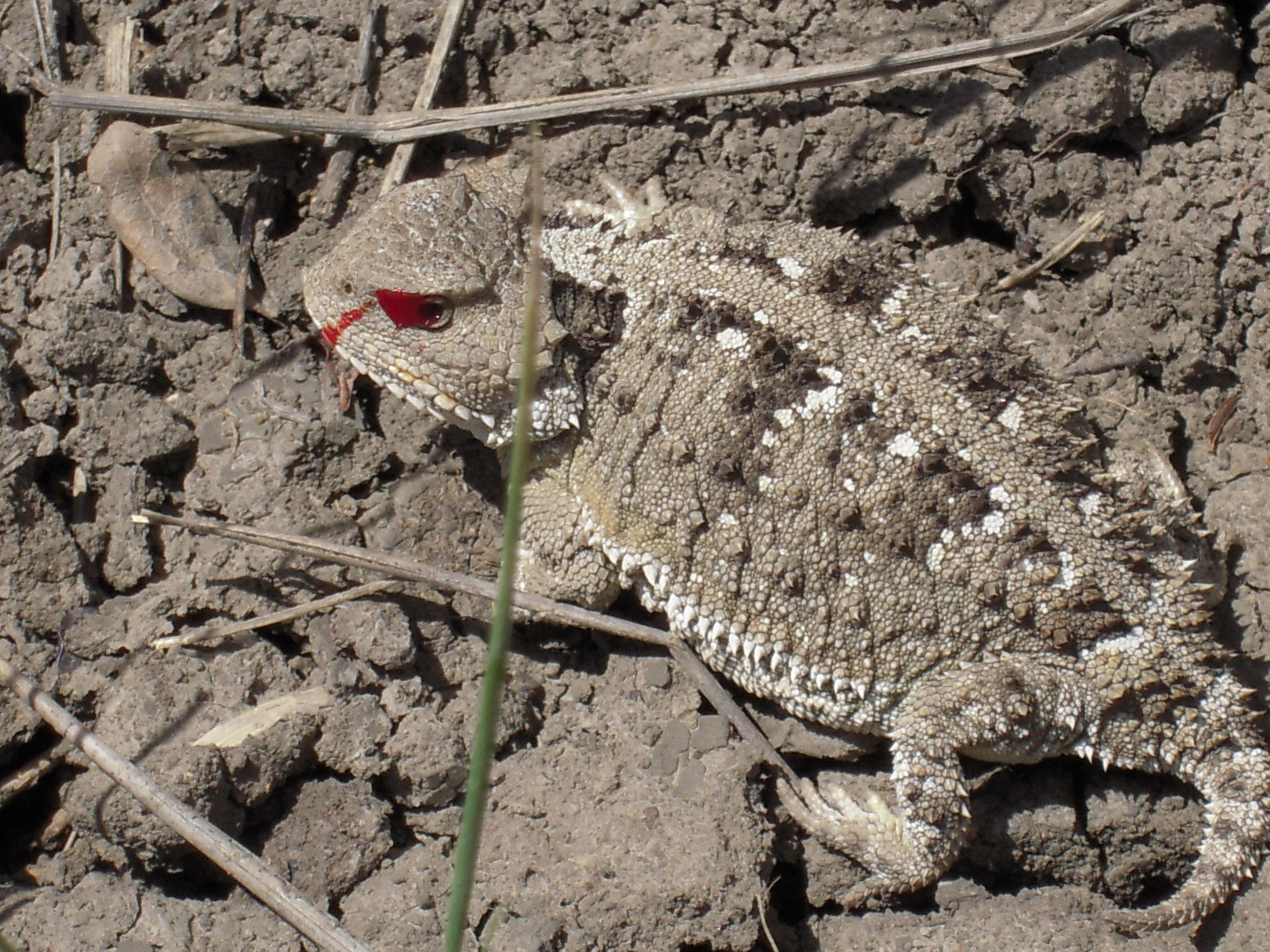 Not Just Any Ordinary Blood (Image Credits: Short-horned Lizard, Public domain, https://commons.wikimedia.org/w/index.php?curid=163058871)