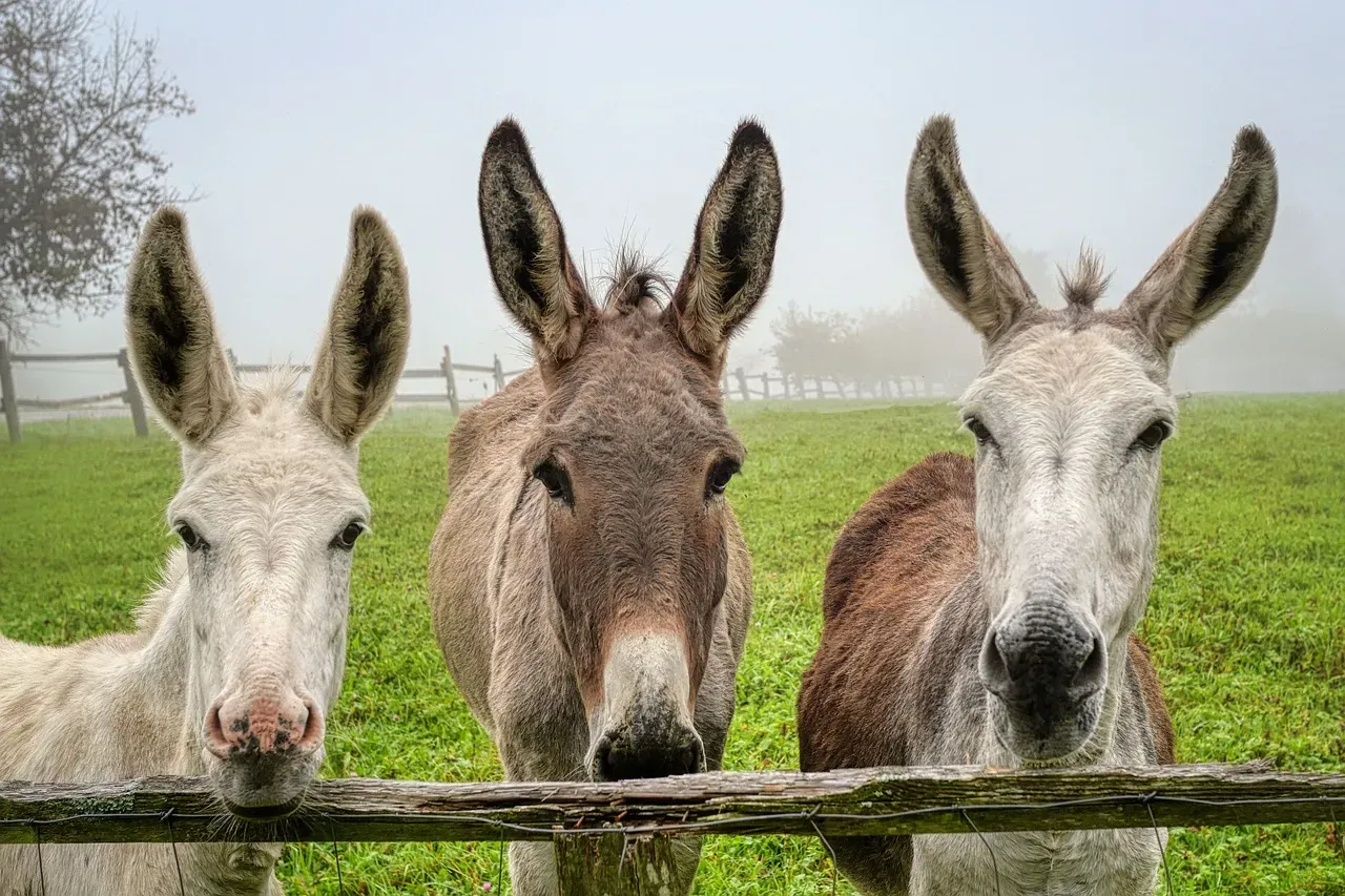 Conclusion: You Will Never Look at a Donkey the Same Way Again (Image Credits: Pixabay)
