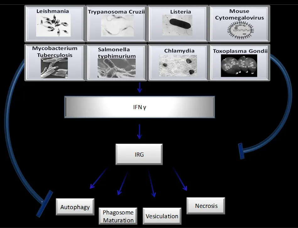 Your Body Literally Predicts Future Viral Mutations (By Leishmania_tropica_7.jpg: Pathology of infectious diseases
http://info.fujita-hu.ac.jp/~tsutsumi/index.html#Trypanosoma_cruzi_crithidia.jpeg: * Photo Credit:
Content Providers(s): CDC/Dr. Myron G. Schultz
Listeria_monocytogenes_PHIL_2287_lores.jpg: Elizabeth White
Mycobacterium_tuberculosis_8438_lores.jpg: * Photo Credit: Janice Carr
Content Providers(s): CDC/ Dr. Ray Butler; Janice Carr
Toxoplasma_gondii.jpg:
ChlamydiaTrachomatisEinschlusskörperchen.jpg: User Marcus007 on de.wikipedia
SalmonellaNIAID.jpg:
derivative work: 2011MMG320group2 (talk), CC BY-SA 3.0)