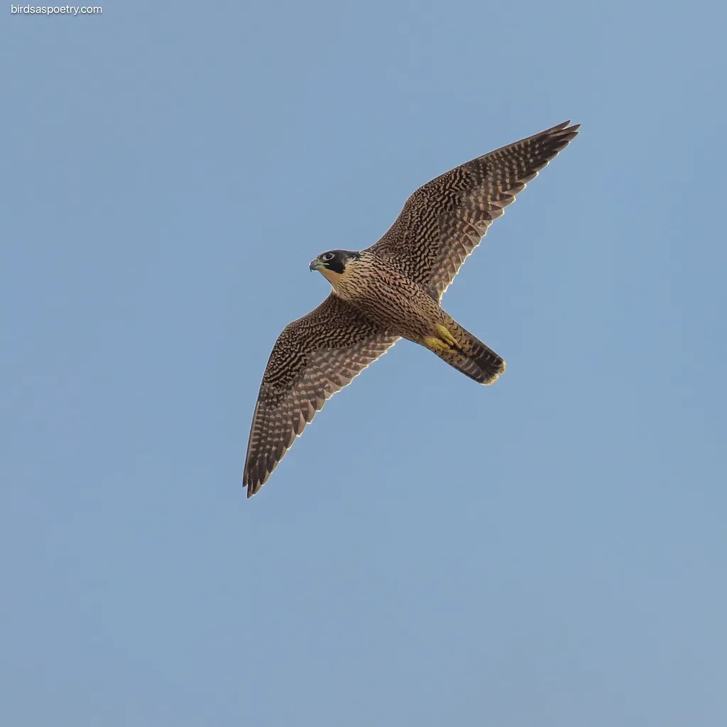 Sagittarius – The Peregrine Falcon (Image Credits: Flickr)