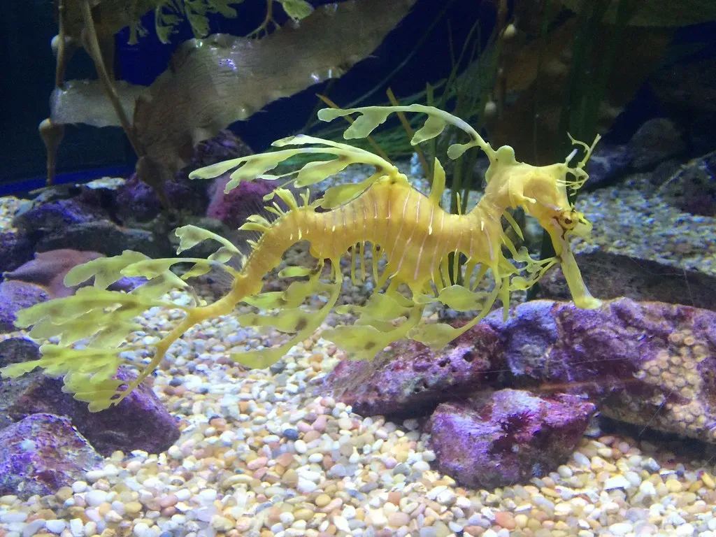 The Leafy Sea Dragon: Master of Living Camouflage (campsjc, Flickr, CC BY-SA 2.0)