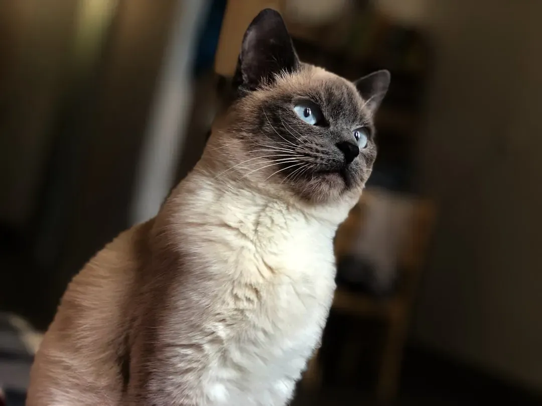 Siamese Cats: Vocal Protesters of Bathroom Rules (Image Credits: Unsplash)