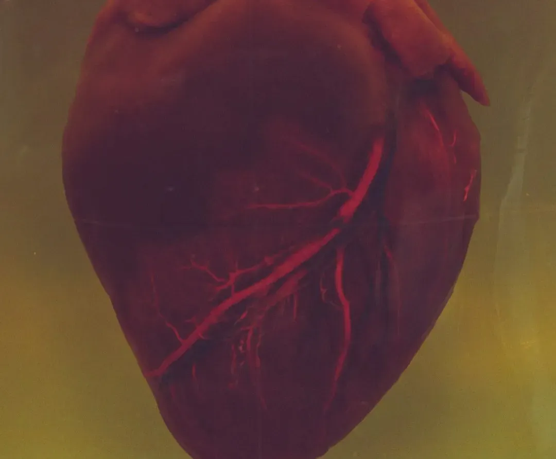 Conclusion: The Quiet Miracle in Your Chest (Image Credits: Unsplash)