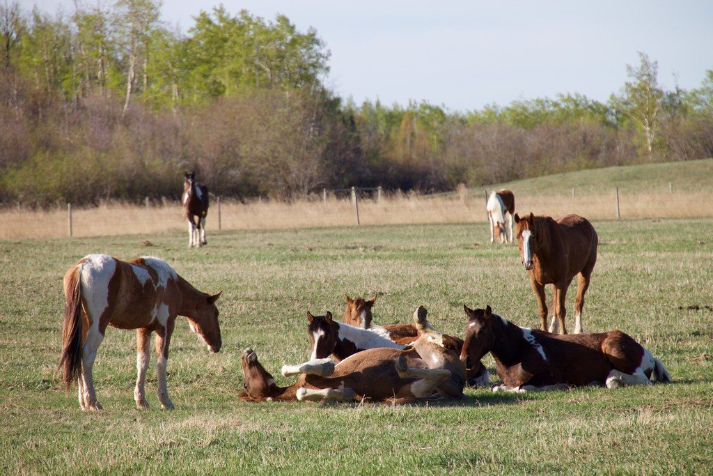 Kentucky: The Thoroughbred Epicenter (Image Credits: Flickr)