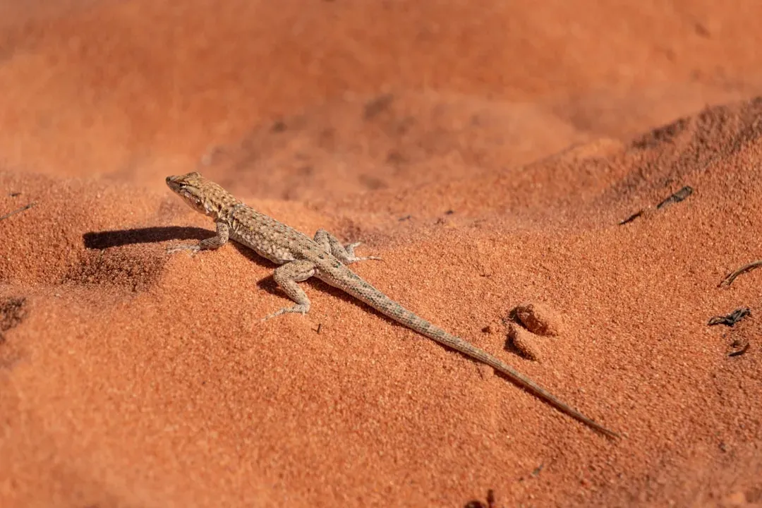Extreme Adaptations: How Desert Wildlife Bends the Rules of Survival (Image Credits: Unsplash)