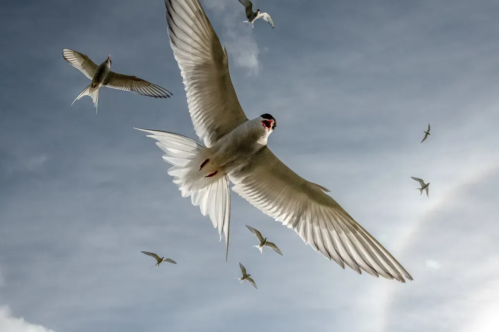 7. Multi-Sensory Integration: The Arctic Tern's Pole-to-Pole Masterclass (Image Credits: Flickr)