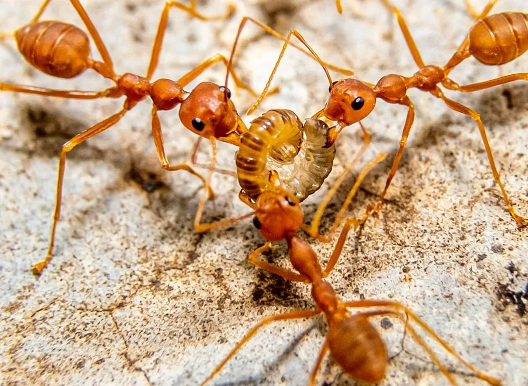 10. Ants: Cooperative Killing Machines (Image Credits: Unsplash)