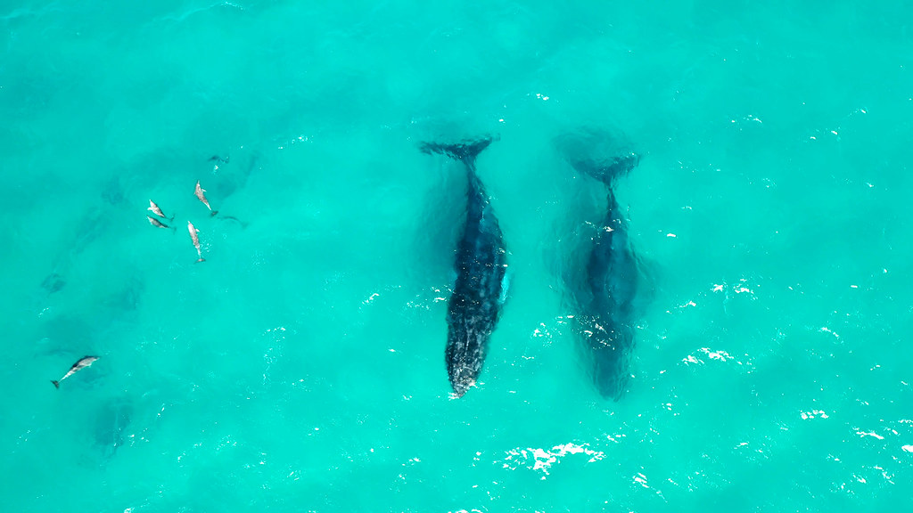 The Humpback Whale: The Social Communicator (Image Credits: Flickr)