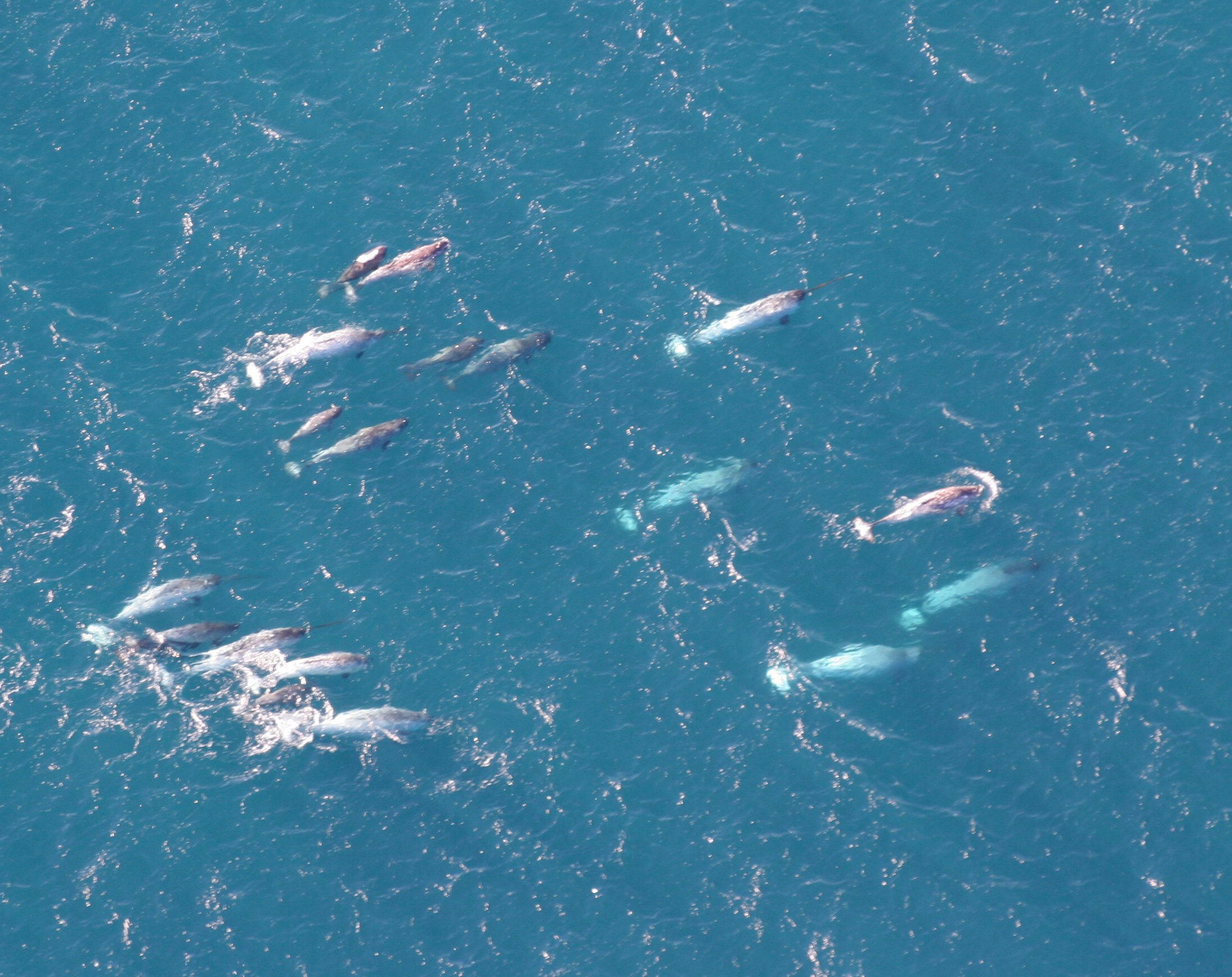 Real-Time Ocean Monitoring Through Marine Life (Image Credits: Wikimedia)