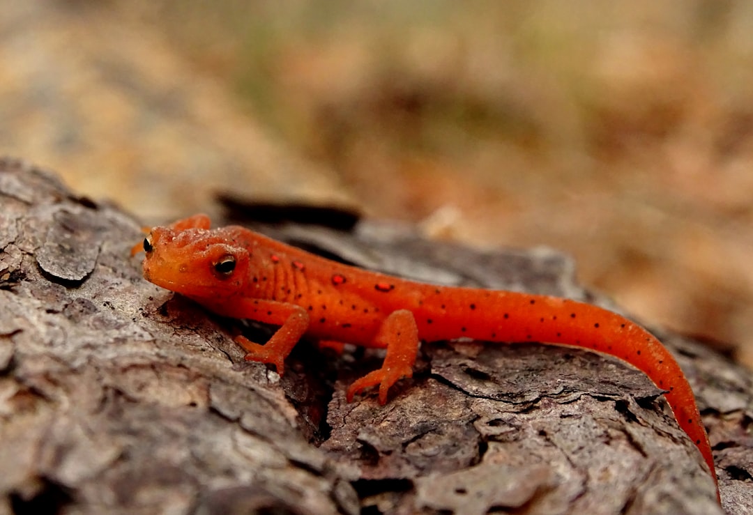 The Salamander: Living in Flames (Image Credits: Unsplash)