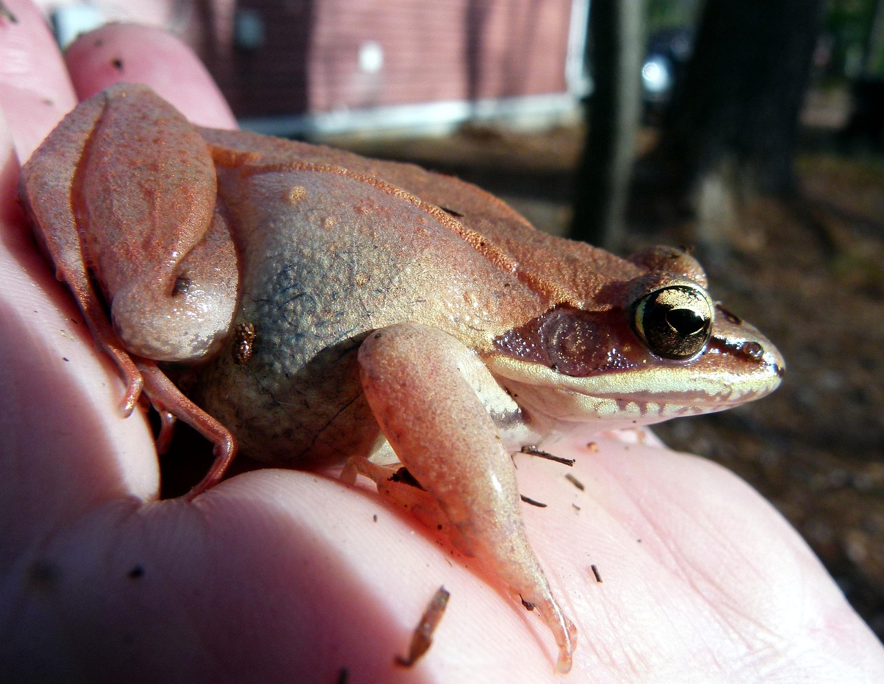 From Frog Research to Human Medicine (Image Credits: Pixabay)